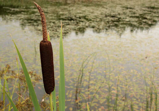 Image of broadleaf cattail