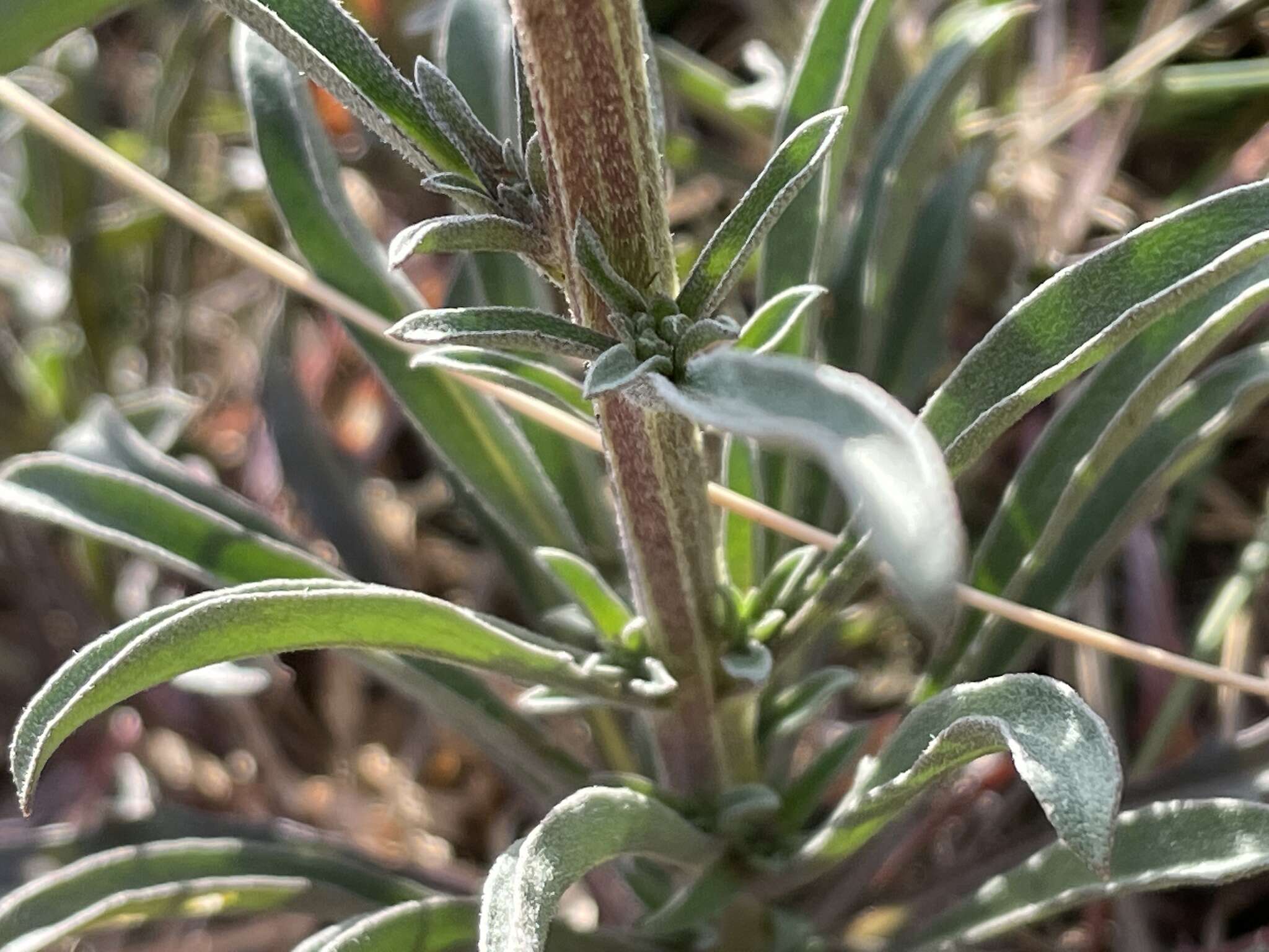 Image of Erysimum crepidifolium Rchb.