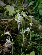 Plancia ëd Saxifraga granulata L.