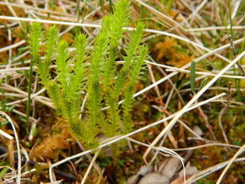 Image of Spinulum annotinum subsp. dubium (Zoega)