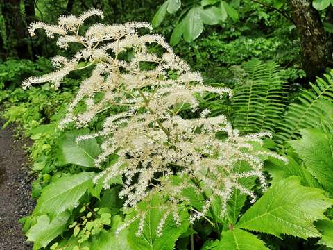 Image of Rodgersia podophylla A. Gray