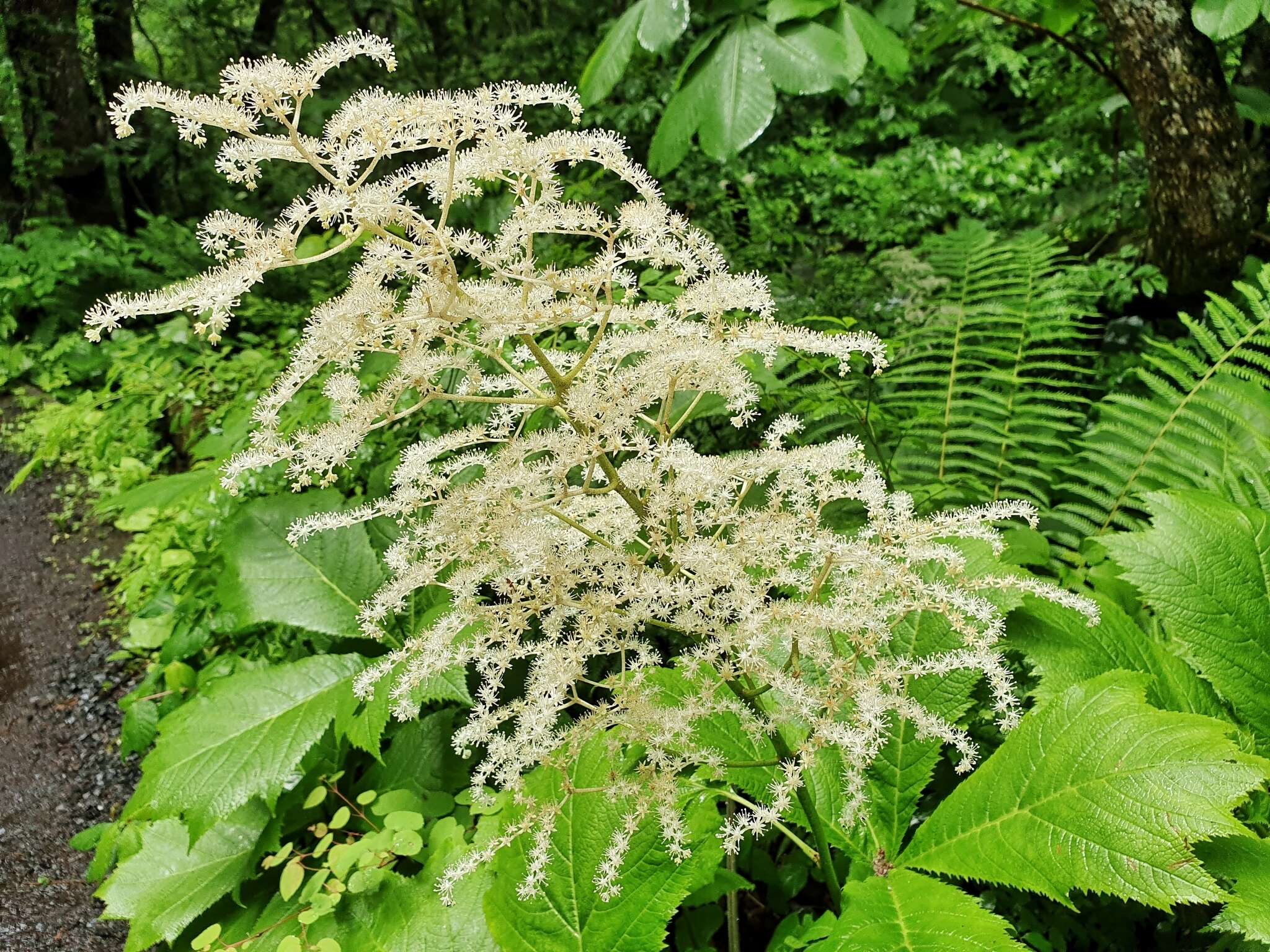 صورة Rodgersia podophylla A. Gray