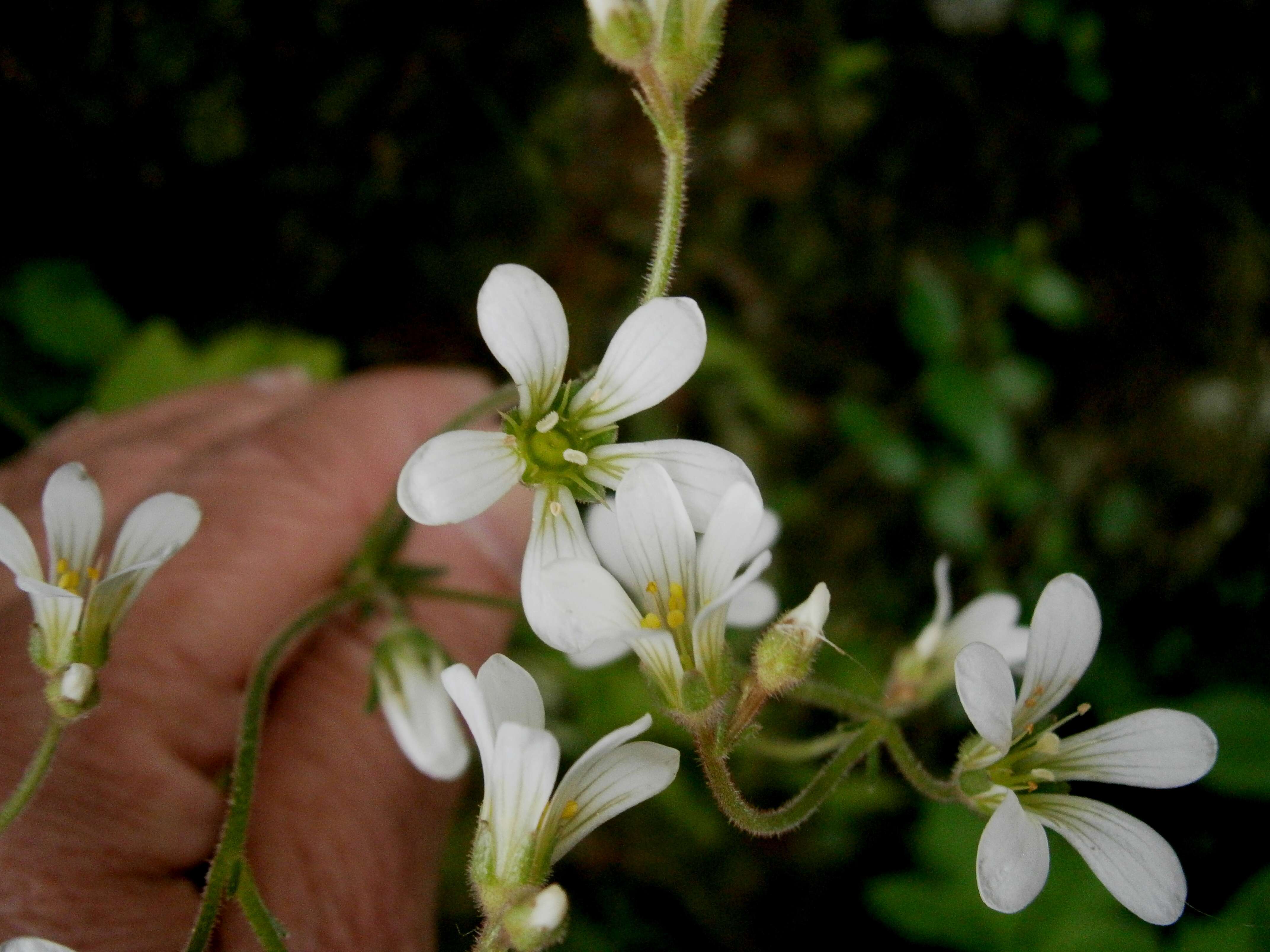 Plancia ëd Saxifraga granulata L.