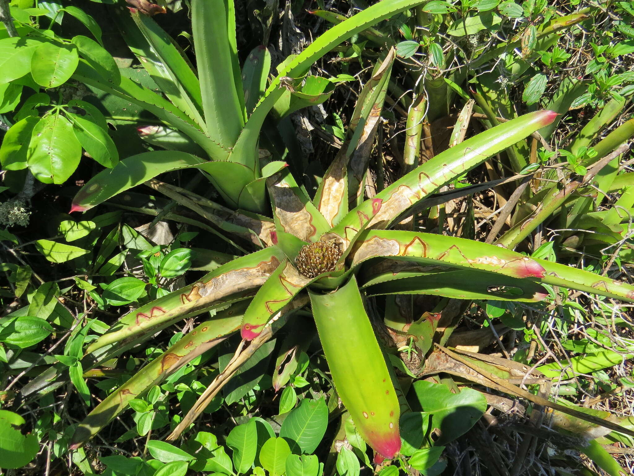 Image of Neoregelia cruenta (Graham) L. B. Sm.