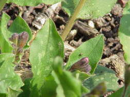 Image of Lungwort