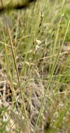 Image of plains muhly