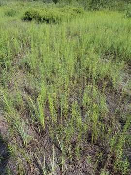 Image of Slender Goldentop