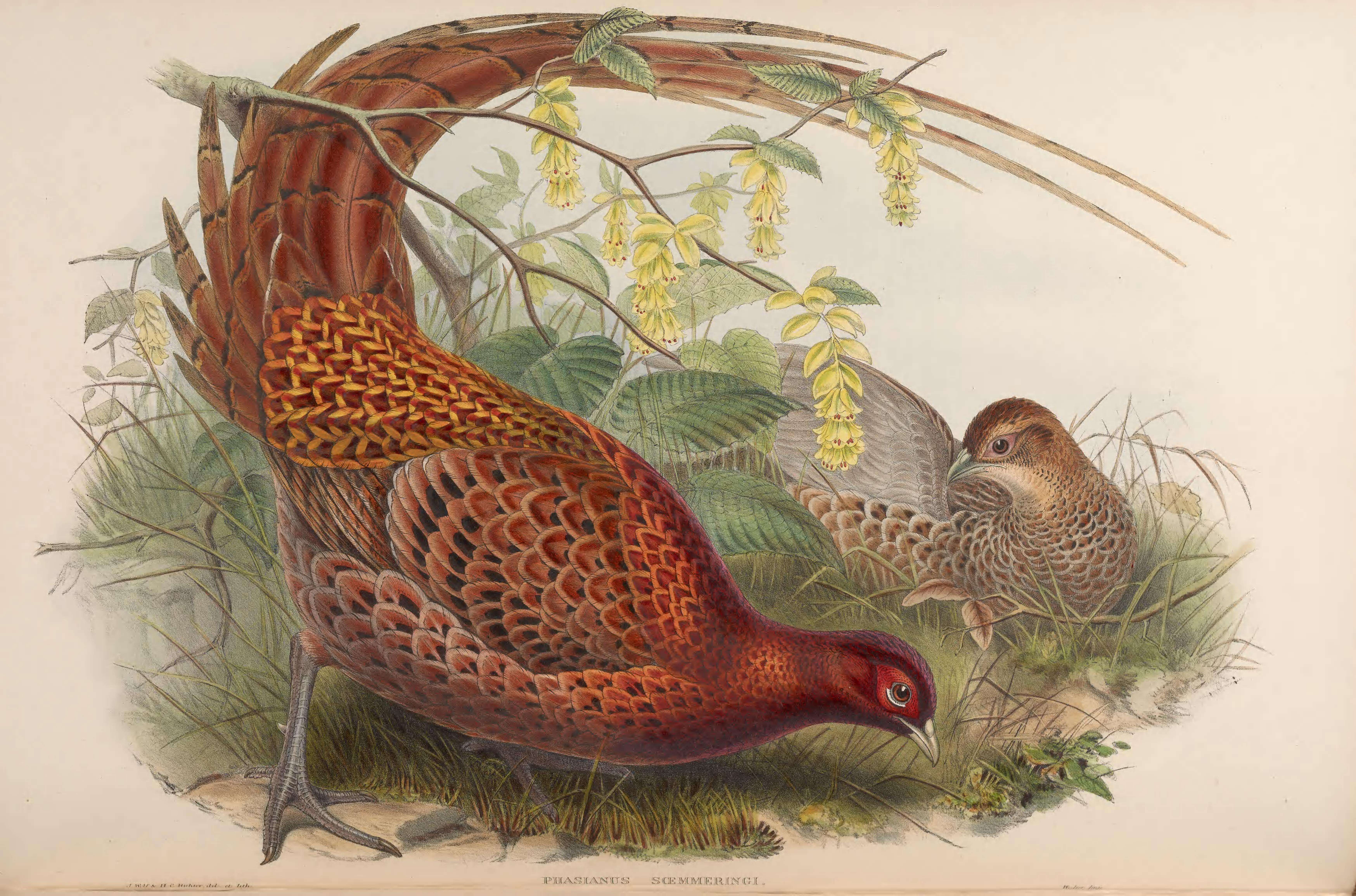 Image of Copper Pheasant