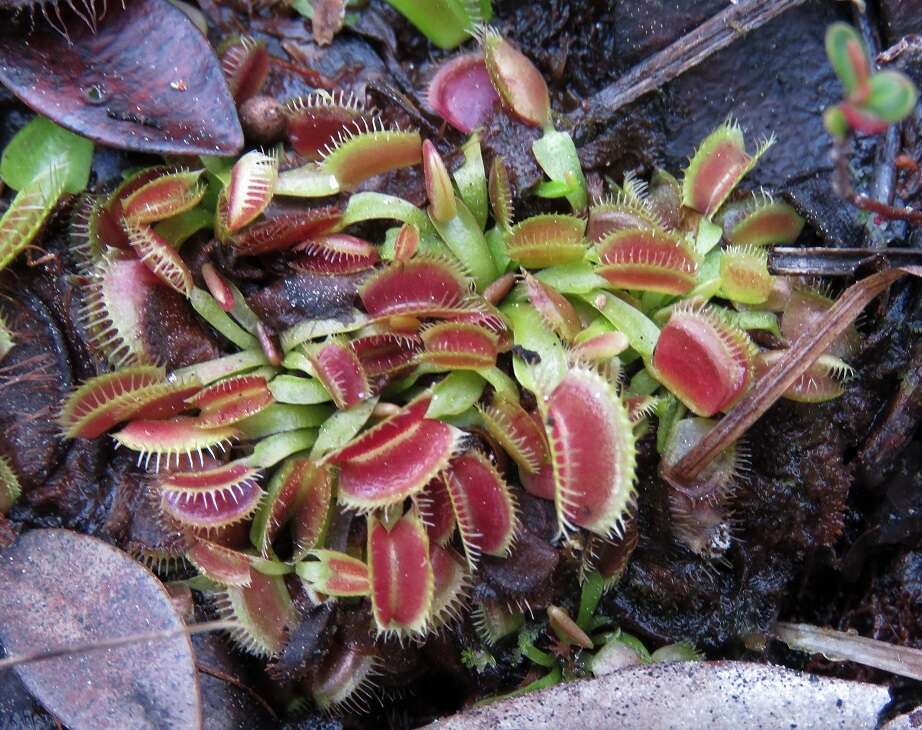 Image of Dionaea