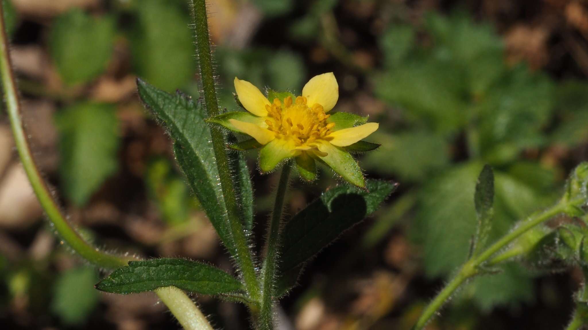 Image of sticky cinquefoil