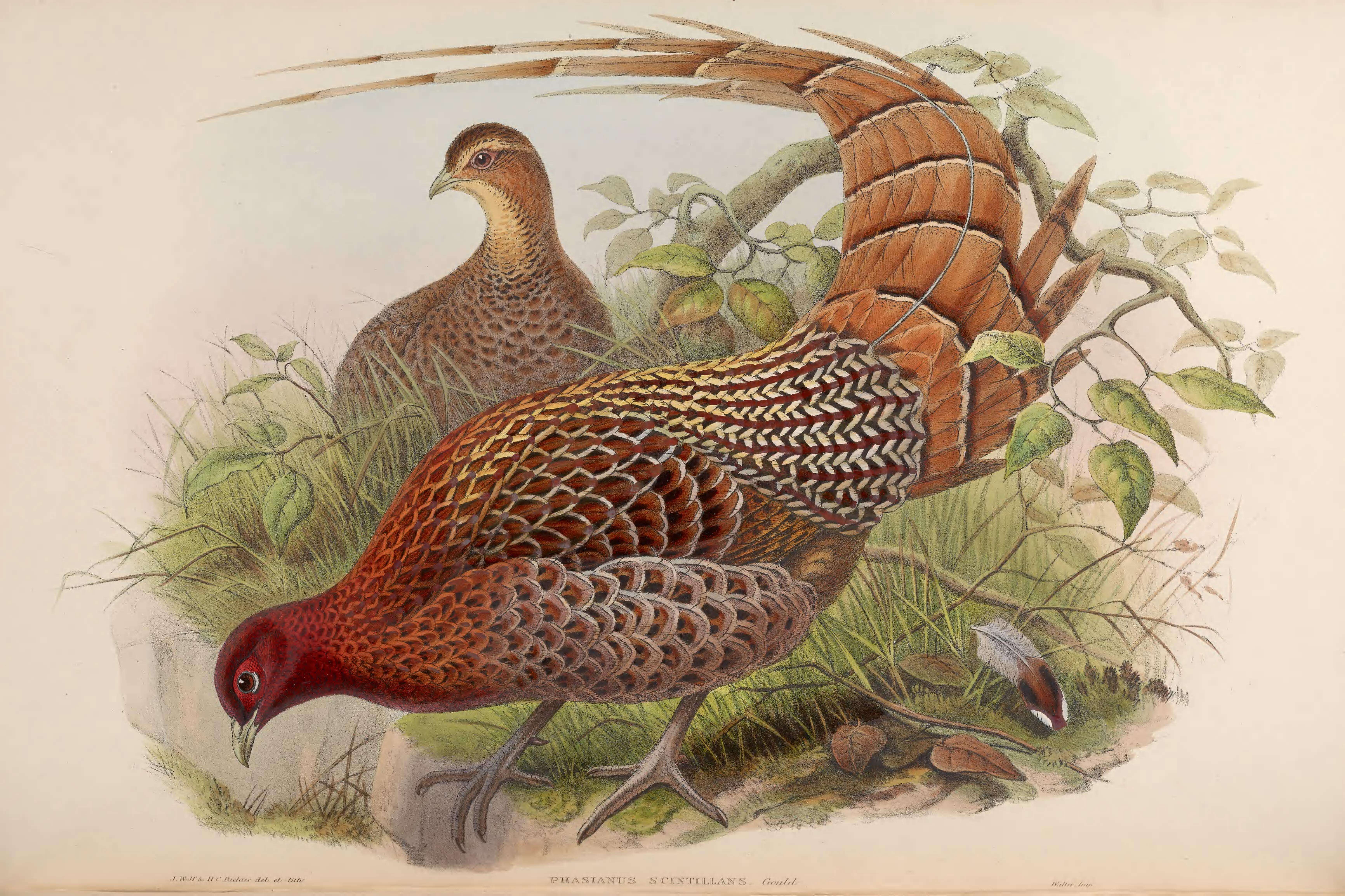 Image of Copper Pheasant