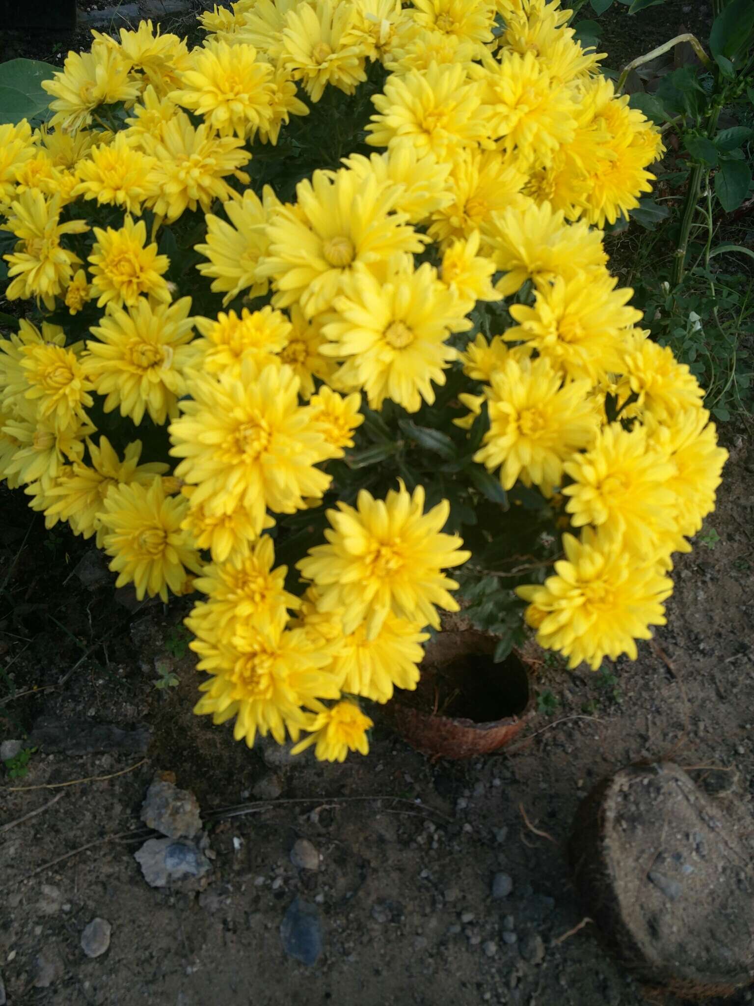 Sivun Chrysanthemum morifolium Ramat. kuva