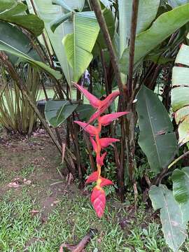 Image of Heliconia pogonantha Cufod.