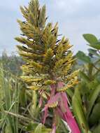 Image of Aechmea stenosepala L. B. Sm.