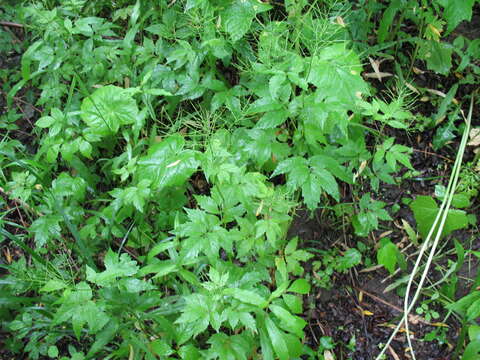 Image of Cardamine leucantha (Tausch) O. E. Schulz