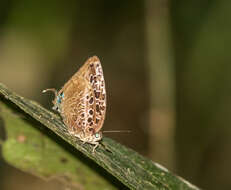 Image de Arhopala anthelus (Westwood (1852))