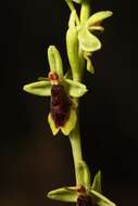 Image of ophrys