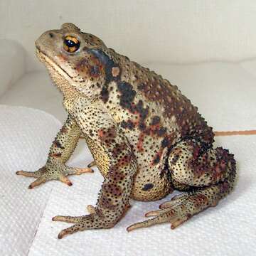 Image of Asiatic Toad