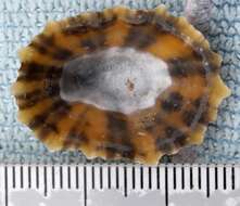 Image of China limpet