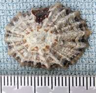 Image of China limpet