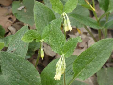 Plancia ëd Symphytum bulbosum C. Schimper