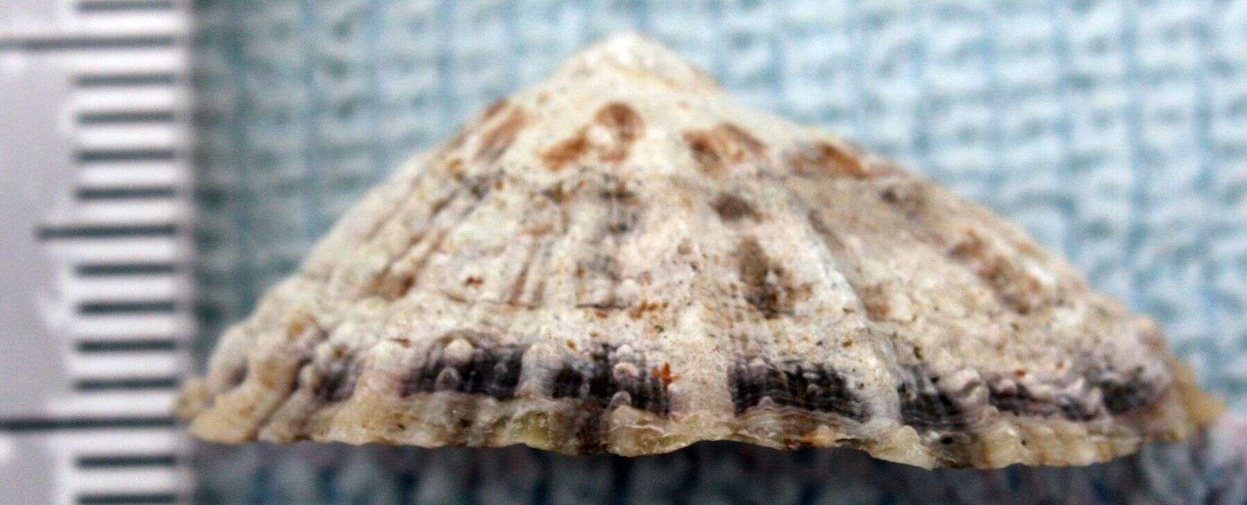 Image of China limpet