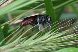 Image de Larra bicolor Fabricius 1804