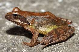 Image of Dybowski's frog