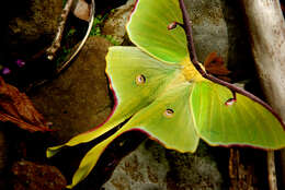 Image of Luna Moth