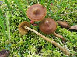 Image of Cortinarius tubarius Ammirati & A. H. Sm. 1972