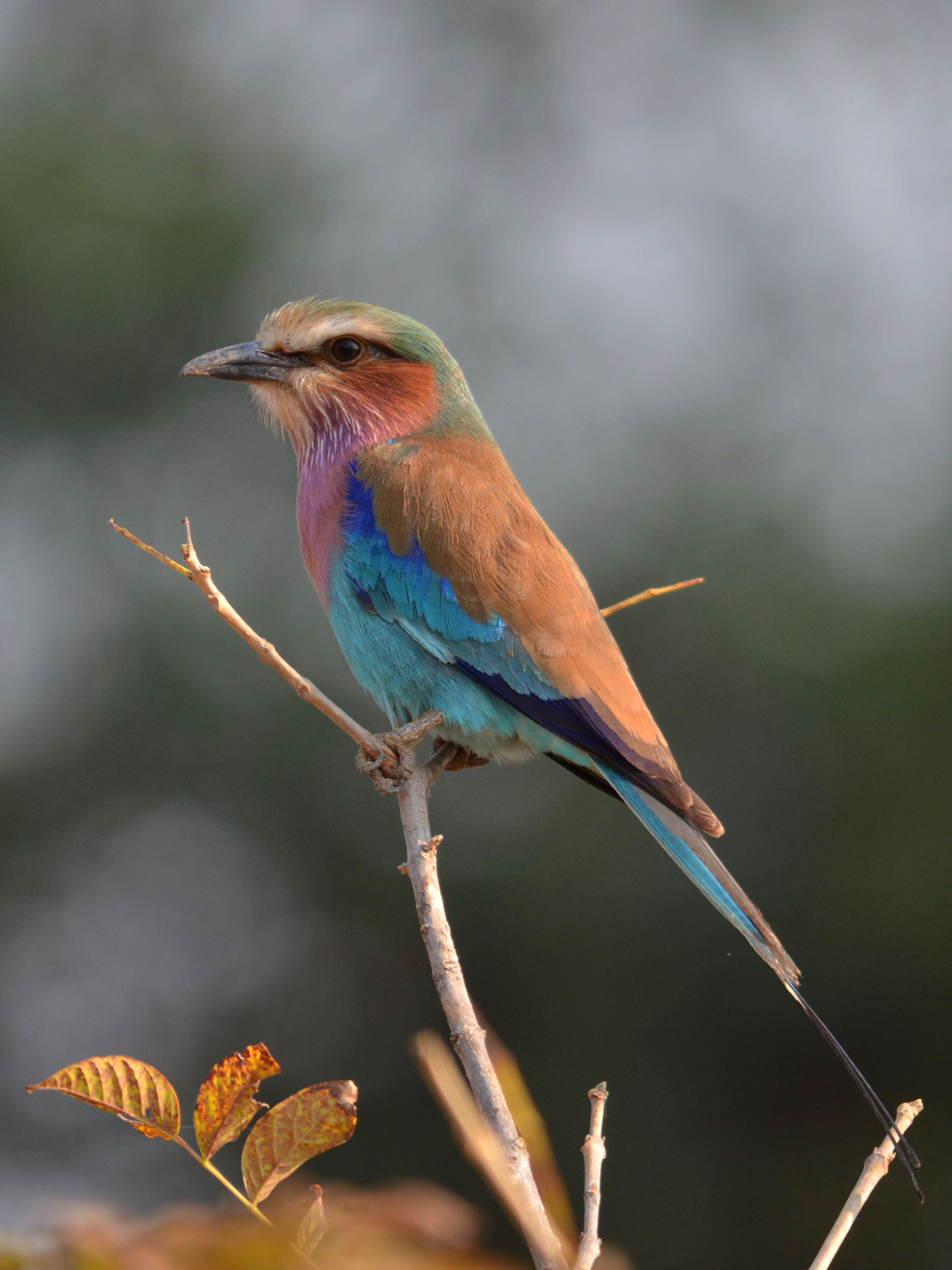 Image of Lilac-breasted Roller