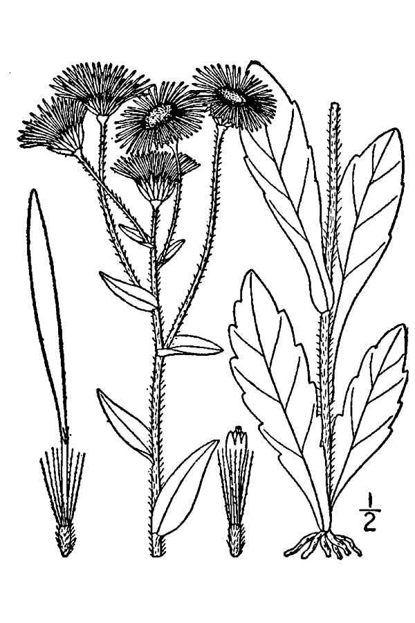 Image of Philadelphia fleabane