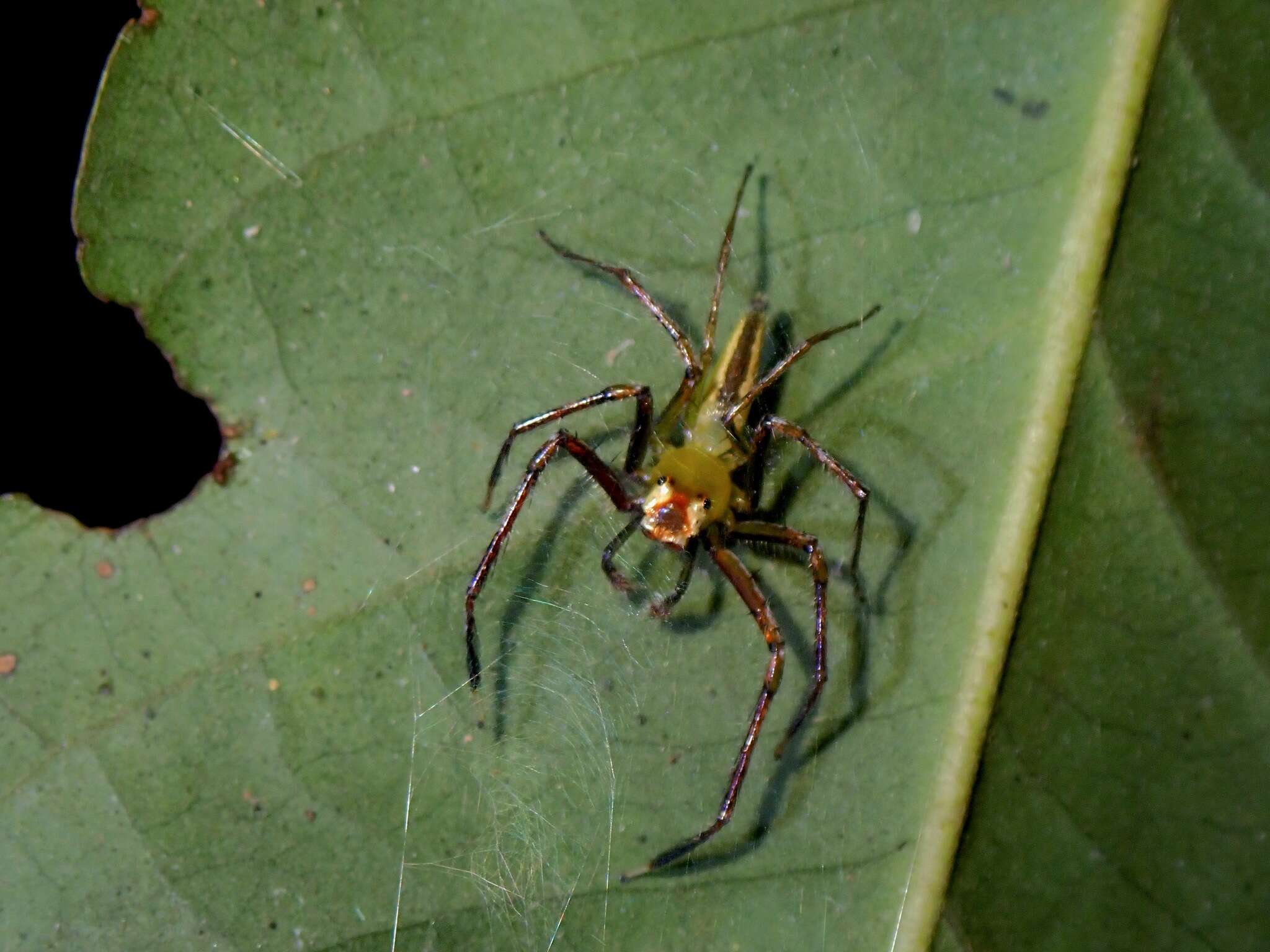 Image of Epeus flavobilineatus (Doleschall 1859)