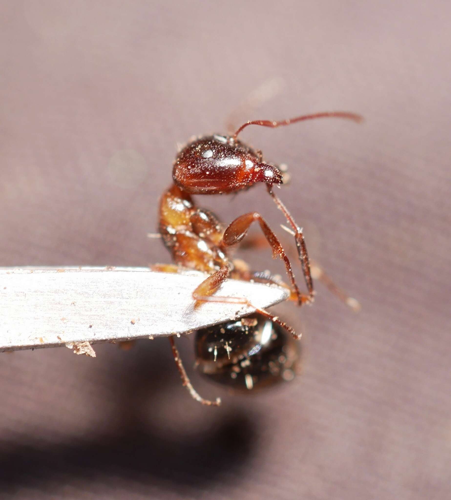 Image of Camponotus essigi Smith 1923