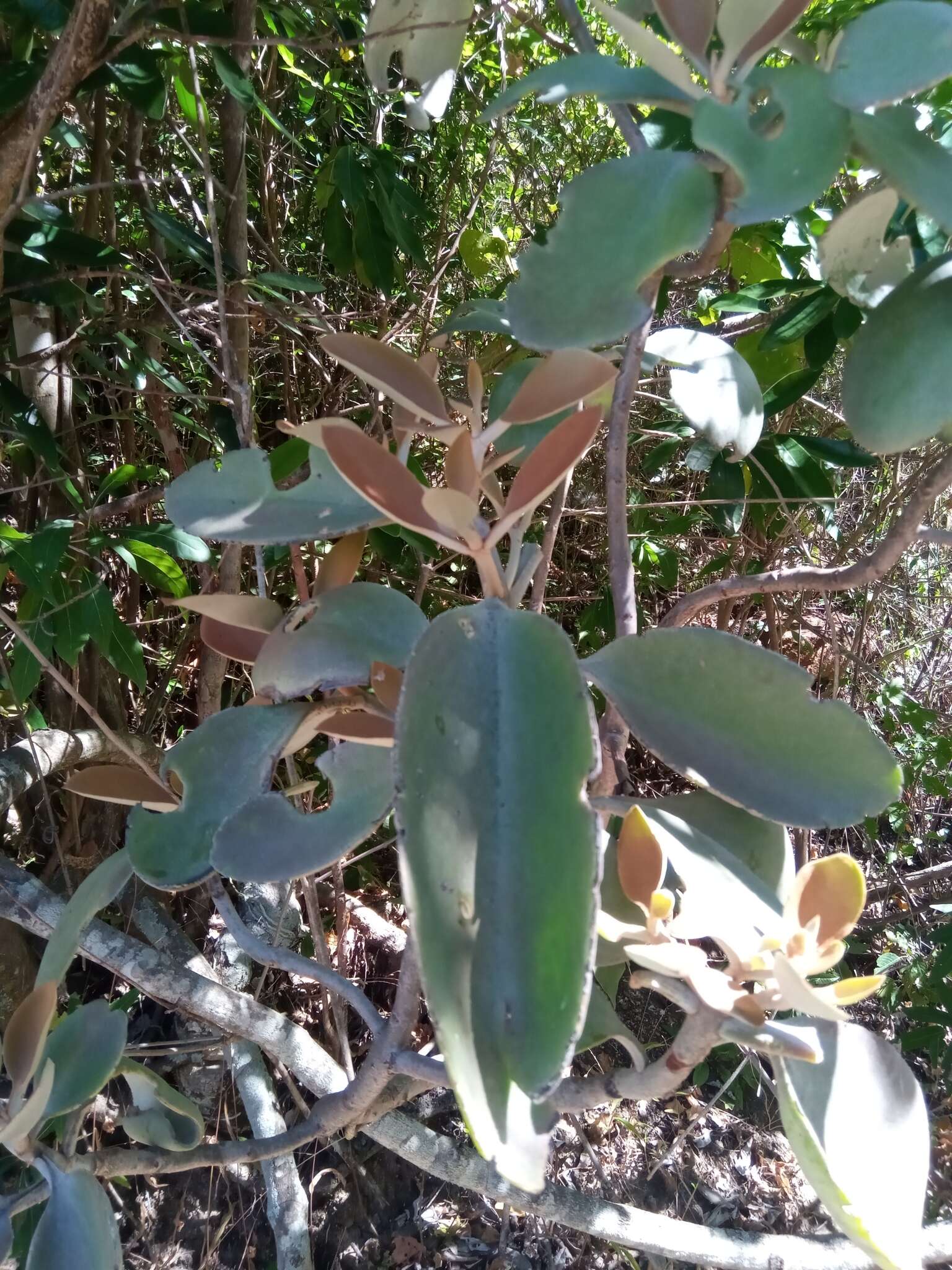 Image of Kalanchoe orgyalis Baker