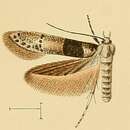 Image of Blastobasis velutina Walsingham 1908