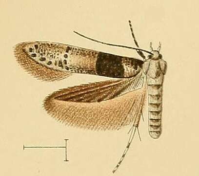 Image of Blastobasis velutina Walsingham 1908
