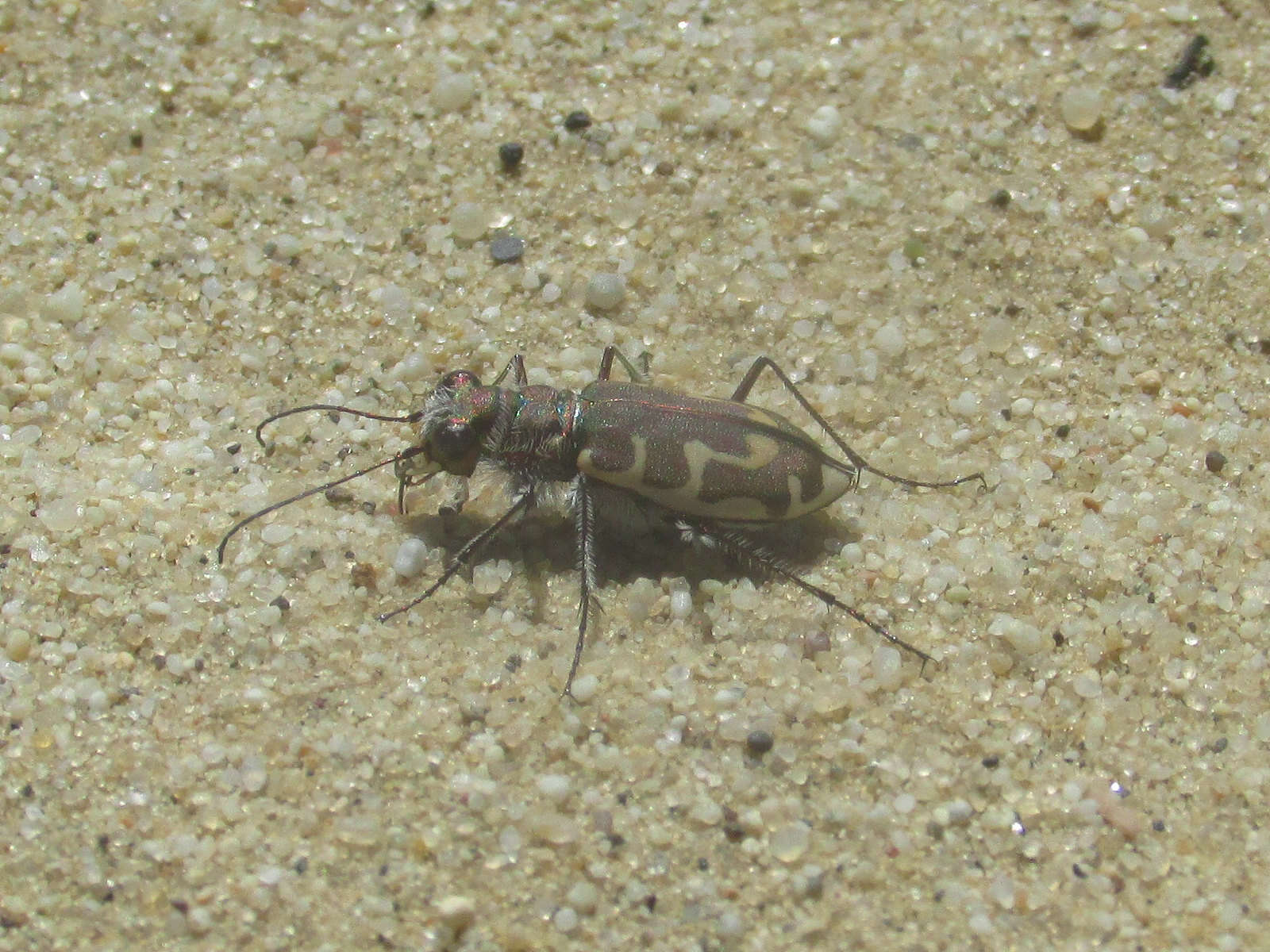 Image of Beach tiger beetle