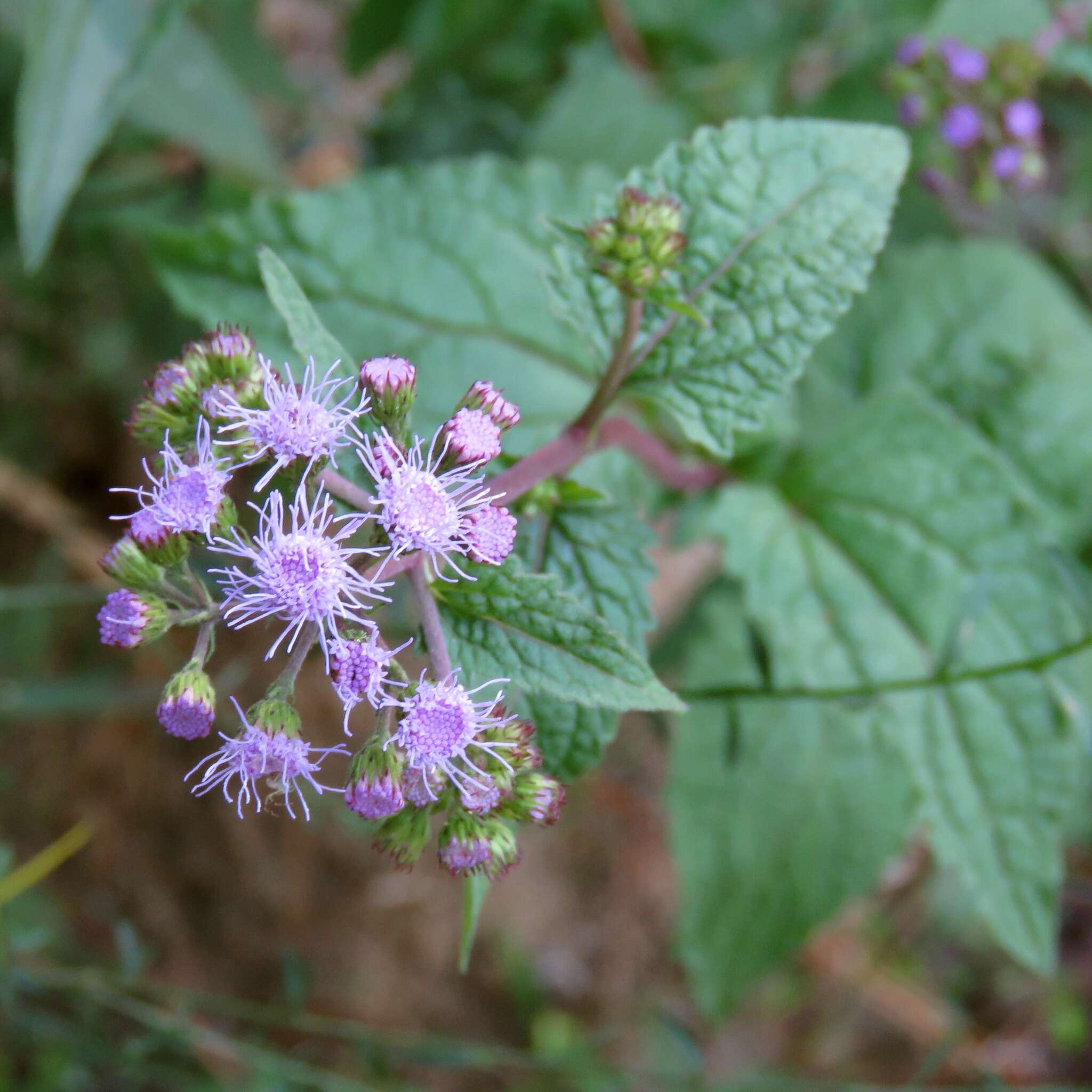 Plancia ëd Conoclinium coelestinum (L.) DC.