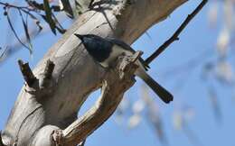 Image of Leaden Flycatcher