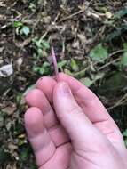 Clavaria roseoviolacea R. H. Petersen 1988 resmi