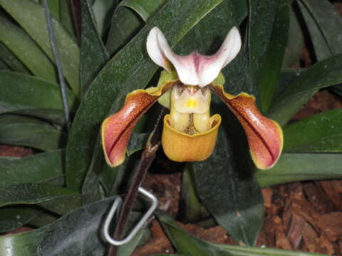 Sivun Paphiopedilum villosum (Lindl.) Stein kuva