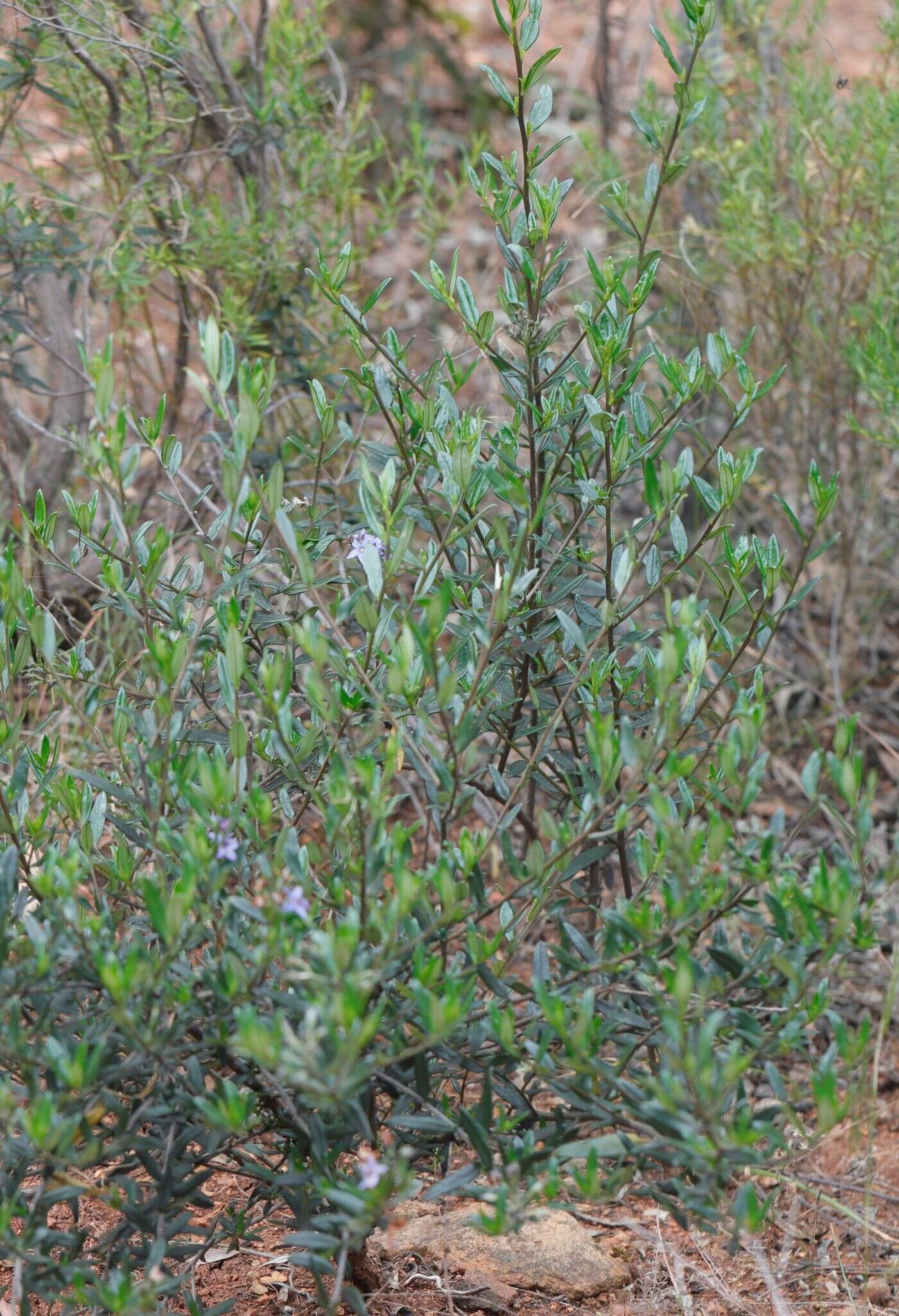 Plancia ëd Halgania andromedifolia Behr & F. Müll. ex F. Müll.