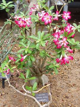 Image of Desert Rose