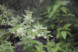 Plancia ëd Bouvardia multiflora (Cav.) Schult. & Schult. fil.