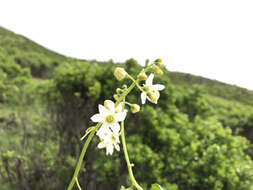 Image of Marah oregana (Torr. & Gray) T. J. Howell