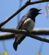 Image of Cyanoptila Blyth 1847