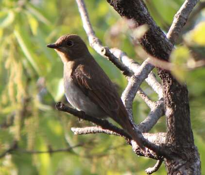 Image of Cyanoptila Blyth 1847