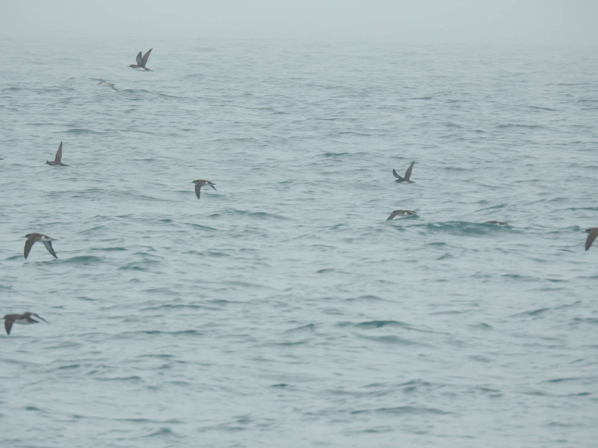 Image of Hutton's Shearwater