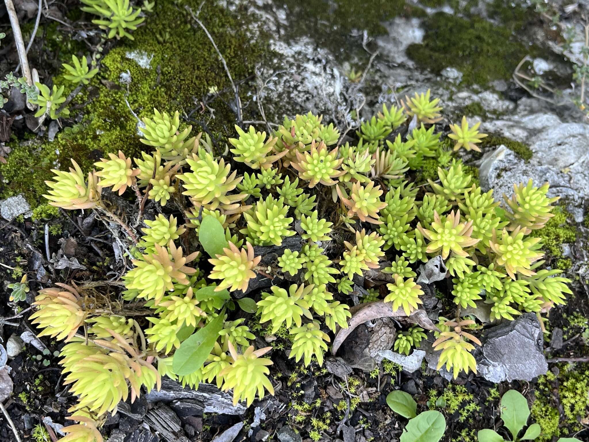 Слика од Sedum mexicanum Britton